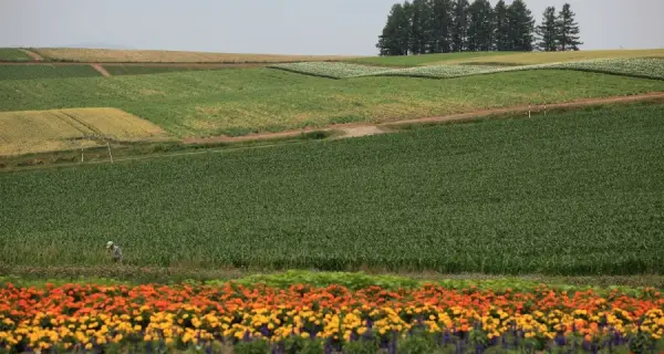 홋카이도 · Biei, Hokkaido 실제 풍경